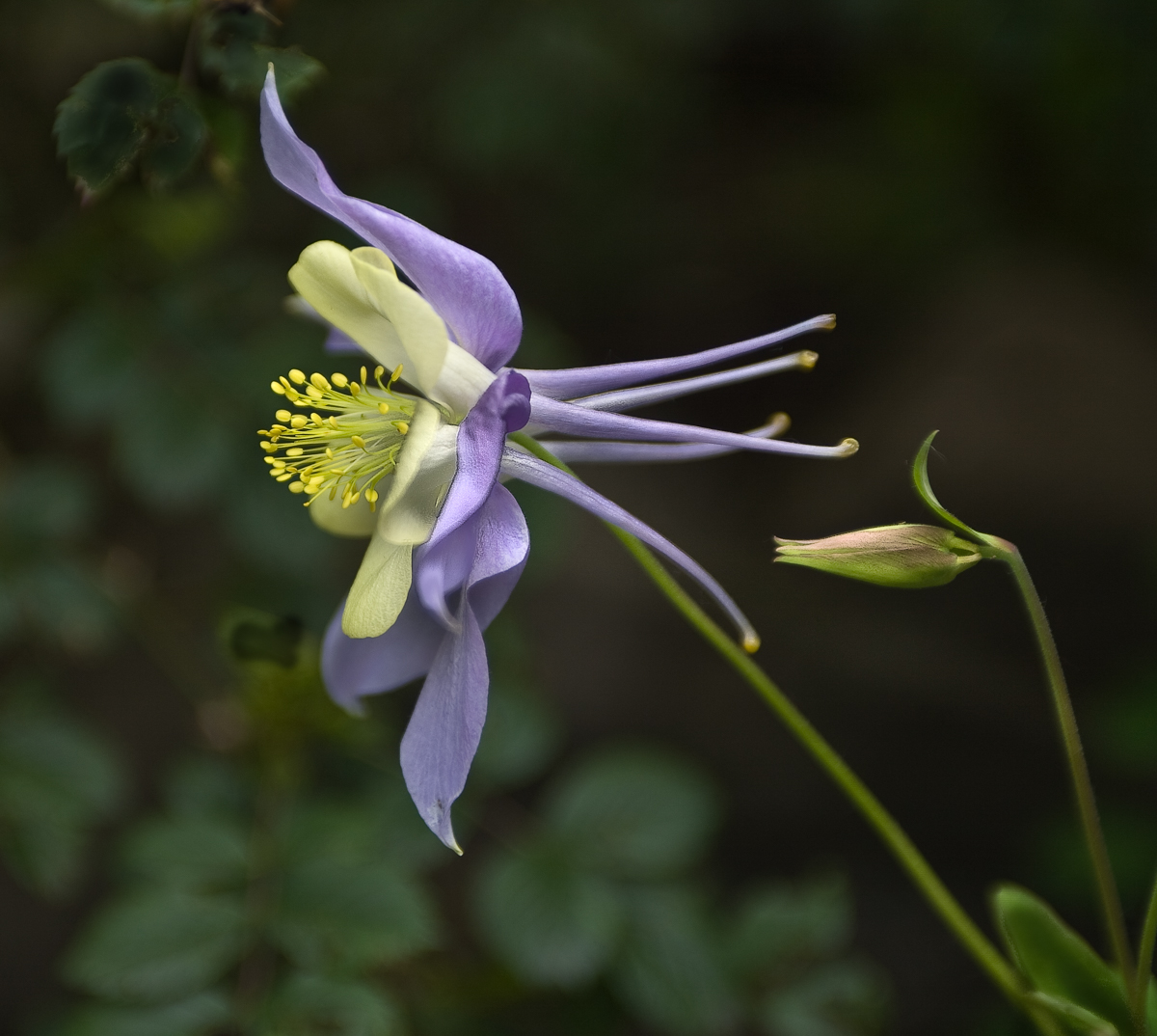 Blue Columbine and Bud
